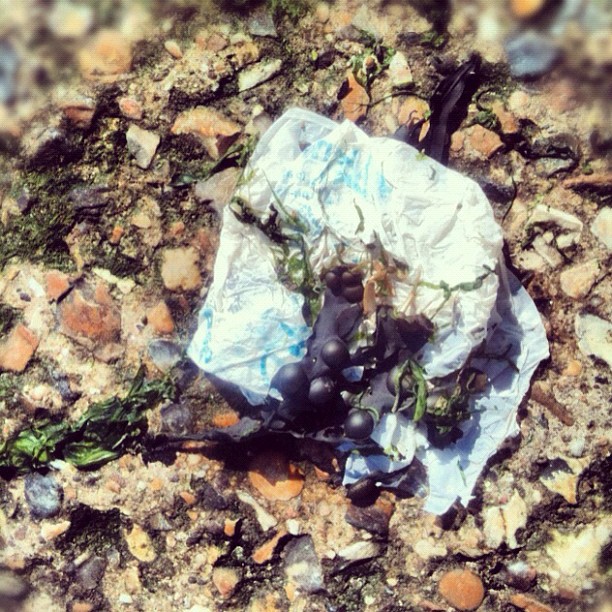 Blue and white wrapper